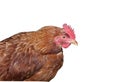 The chicken in the chicken coop Royalty Free Stock Photo