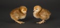 Rhode Island Red Chicken Couple Face to Face Royalty Free Stock Photo