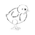 Chicken cute little bird vector illustration outline Royalty Free Stock Photo