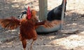 Chicken Dance