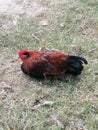 chicken sleeping on the grassy field. Royalty Free Stock Photo