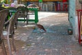 Chicken drinks water on paving stones dripping from facuet on wall near funky painted and plastic chairs and tables with unrecogni