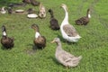 Chicken, duck, geese and on the green grass. Farm. The country. Summer.