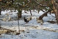 Chicken, duck and goose in snow aftermath