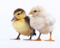 Chicken and duckling