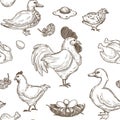 Chicken and ducks sketch pattern background. Vector seamless Royalty Free Stock Photo
