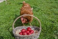 Chicken and Easter eggs in basket Royalty Free Stock Photo
