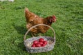 Chicken and Easter eggs basket Royalty Free Stock Photo