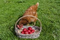 Chicken and Easter eggs Royalty Free Stock Photo