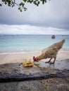 Chicken eating balinese offering