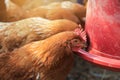 Chicken eating food in tray of farm in local area