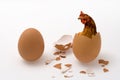 Chicken or Egg on White, Philosopher Question, Hen or eggs Royalty Free Stock Photo