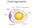 Chicken egg anatomy