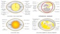 Chicken egg anatomy