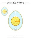 Chicken egg anatomy template Royalty Free Stock Photo