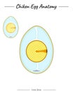 Chicken egg anatomy template