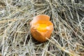 Chicken egg broken. The yolk of the egg. Front view. Hay. Rural view. Royalty Free Stock Photo