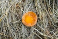 Chicken egg broken. The yolk of the egg. View from above. Hay. Rural view. Royalty Free Stock Photo