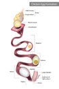 Chicken Egg Formation. Chicken oviduct segments Royalty Free Stock Photo