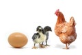 Chicken and egg hen on a white background Royalty Free Stock Photo