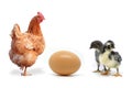 Chicken and egg hen on a white background Royalty Free Stock Photo
