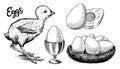 Chicken and egg holder, nest and yolk. Engraved hand drawn vintage sketch. Woodcut style. Vector illustration for menu