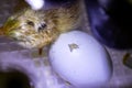 Chicken egg in incubator, with chick just starting to break the shell Royalty Free Stock Photo