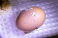 Chicken egg in incubator, with chick just starting to break the shell Royalty Free Stock Photo