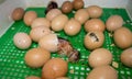 Chicken egg incubator was born and lives of animals. Incubator for birds and animals. Royalty Free Stock Photo