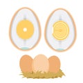 Chicken egg life cycle Royalty Free Stock Photo