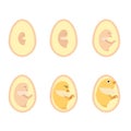 Chicken egg life cycle Royalty Free Stock Photo