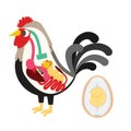 Chicken egg life cycle Royalty Free Stock Photo