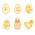 Chicken egg life cycle Royalty Free Stock Photo