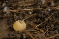 Chicken egg without shell in film in the chicken coop. Lack of vitamins, minerals. Chicken diseases Royalty Free Stock Photo