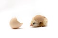 Chicken and an egg shell on white background.Newborn yellow chicken with eggshell Royalty Free Stock Photo