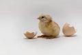 Chicken and an egg shell on white background.Newborn yellow chicken with eggshell Royalty Free Stock Photo