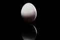 Chicken egg, standing on reflection surface, black background