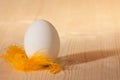 Chicken egg with yellow feather