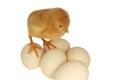 Chicken on eggs Royalty Free Stock Photo