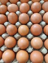 Chicken eggs arranged on an egg tray Royalty Free Stock Photo