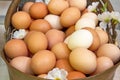 Chicken eggs in a basket