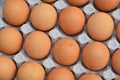 Chicken eggs