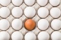 Chicken eggs in carton box isolated on white background. Top view Royalty Free Stock Photo