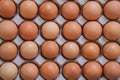 Chicken eggs in carton egg box Royalty Free Stock Photo