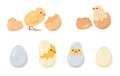 Chicken eggs and chicks baby birds collection. Royalty Free Stock Photo