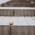 Chicken eggs cracked on cement stairs outdoor