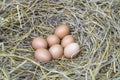 Chicken eggs in the dry straw nest, Chickens that lay eggs naturally Royalty Free Stock Photo