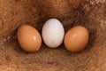 Chicken eggs with duck in straw nest at farm Royalty Free Stock Photo