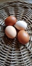 Chicken eggs in four different colours Royalty Free Stock Photo