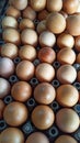 Chicken eggs, golden orange in color and oval in shape, and have spots on every surface of the egg shell